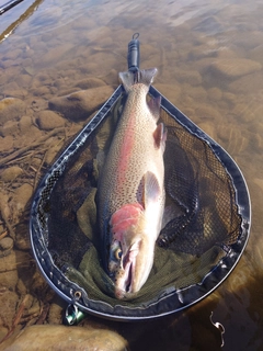 ニジマスの釣果