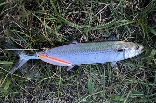 サゴシの釣果