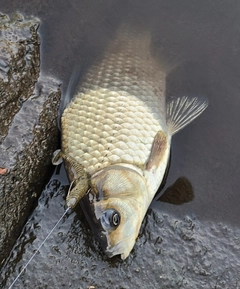 ヘラブナの釣果