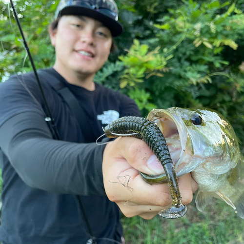 ブラックバスの釣果