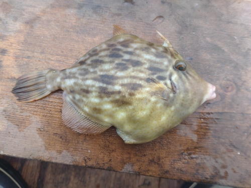 カワハギの釣果