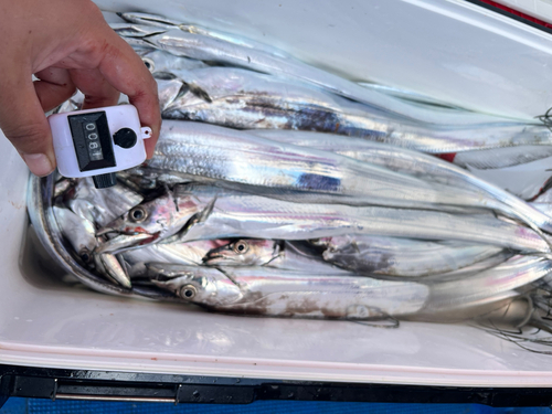 タチウオの釣果