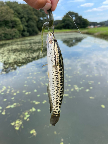 ライギョの釣果