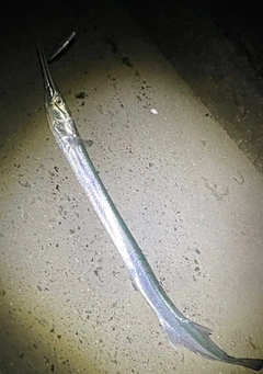 ダツの釣果