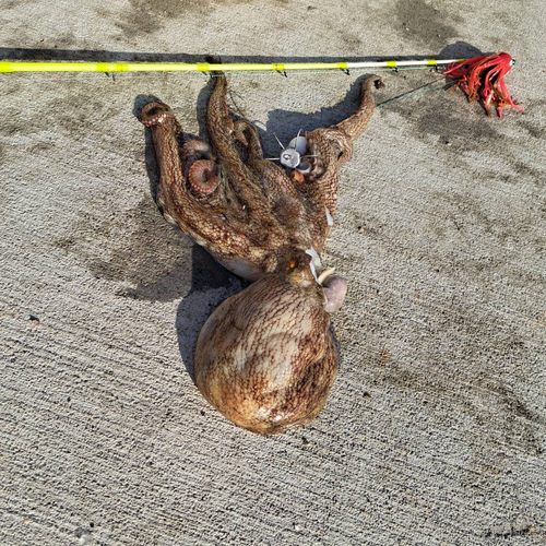 マダコの釣果