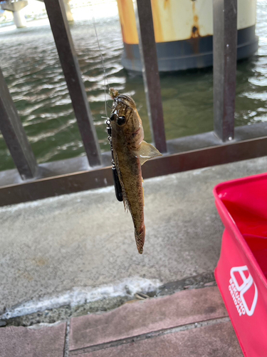 マハゼの釣果