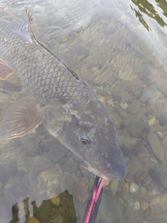 ニゴイの釣果