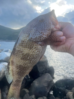 オオモンハタの釣果