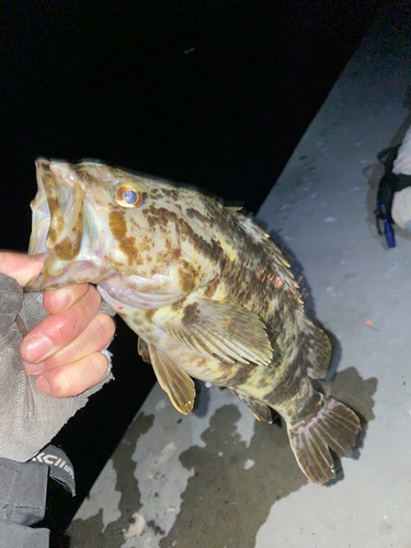 ベッコウゾイの釣果