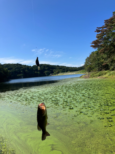 ラージマウスバスの釣果