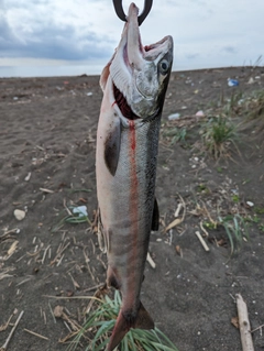 サケの釣果