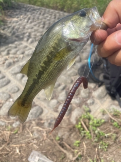 ラージマウスバスの釣果