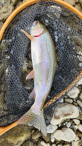 ニジマスの釣果