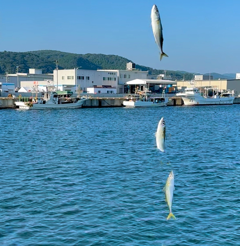 サバの釣果