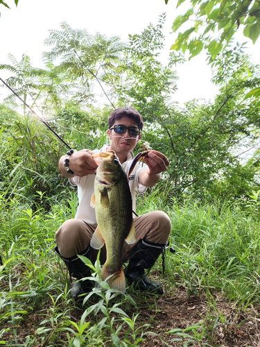 ブラックバスの釣果