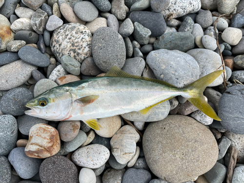 ツバイソの釣果