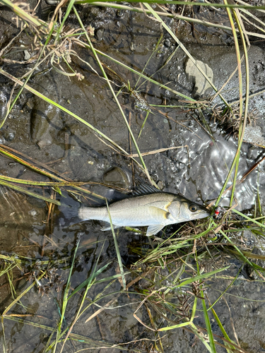 セイゴ（マルスズキ）の釣果