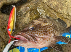 オオモンハタの釣果