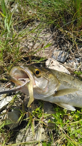 スズキの釣果