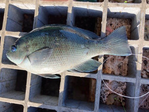 グレの釣果