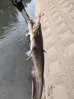 マナマズの釣果