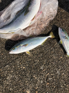 ハマチの釣果