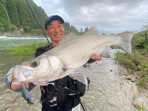 ヒラスズキの釣果