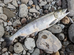 アキアジの釣果