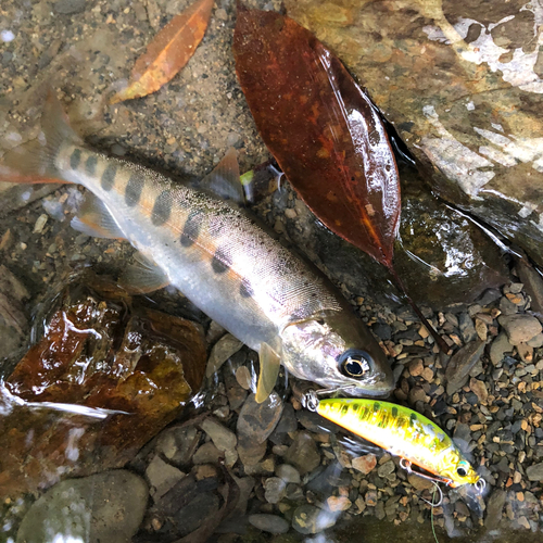 ヤマメの釣果