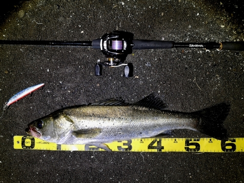 シーバスの釣果