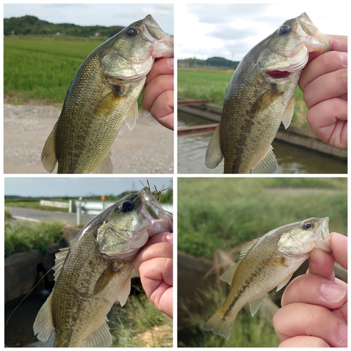 ブラックバスの釣果