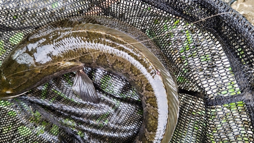 ライギョの釣果