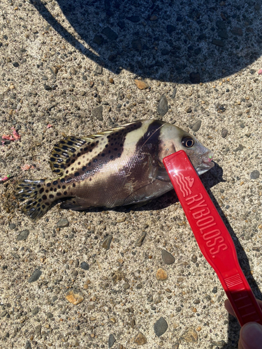 コショウダイの釣果