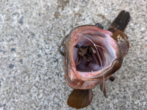 キジハタの釣果