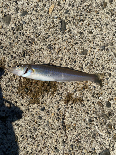 キスの釣果