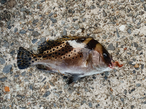 コショウダイの釣果