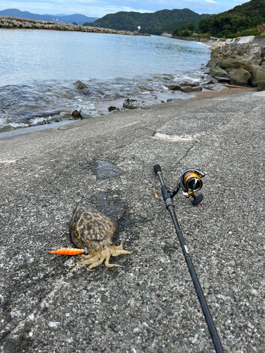 モンゴウイカの釣果