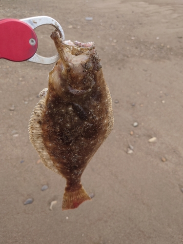 ソゲの釣果