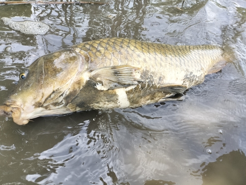 コイの釣果