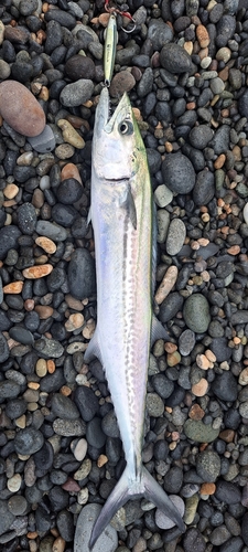 サンマの釣果