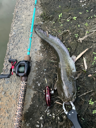 ニホンナマズの釣果