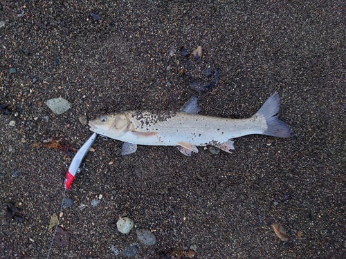 ウグイの釣果