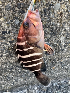 マハタの釣果