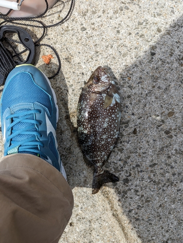 アイゴの釣果