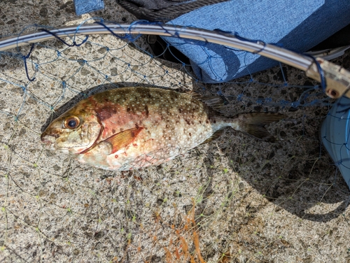 アイゴの釣果