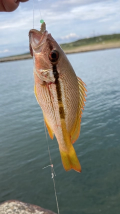 ヨコスジフエダイの釣果