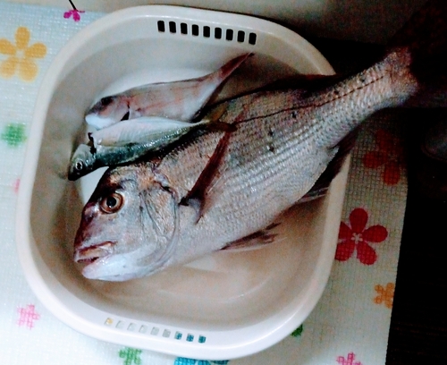 マダイの釣果