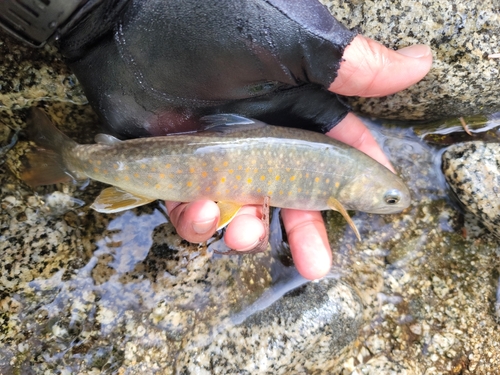 イワナの釣果