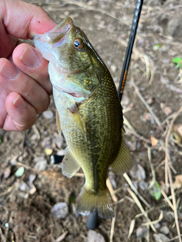 ラージマウスバスの釣果