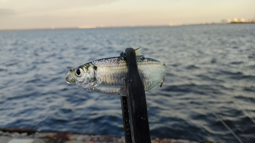 ママカリの釣果